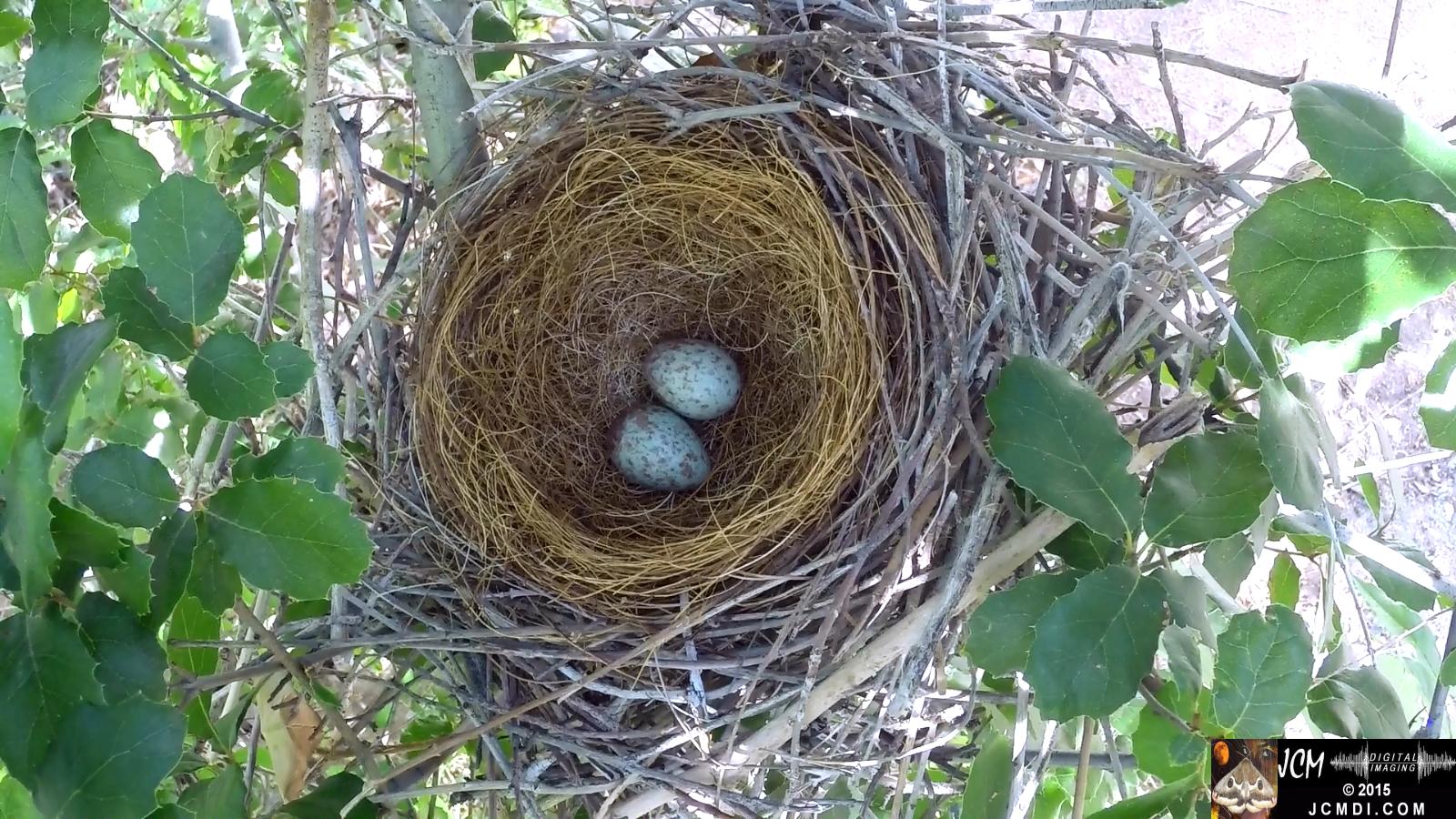 Scrub Jay nest and activity GoPro Hero3+ Black 3-3132015 Santa Clarita JCMDI.COM